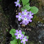 Click to see: membranifoliaPE_6087