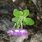 Click to see: membranifoliaPE_6088