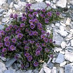 Click to see: nevadensisJL1