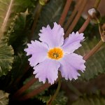 Click to see: nghialoensisDR_0711