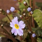 Click to see: nghialoensisDR_0712