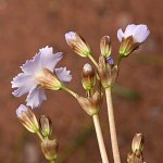 Click to see: nghialoensisDR_0713