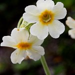 Click to see: obliquaMT_8123