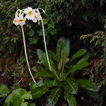 Click to see: obliquaMT_8125