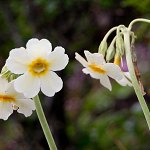 Click to see: obliquaMT_8130