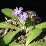 Click to see: pulchelloidesJL1
