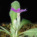 Click to see: pulchelloidesPE1
