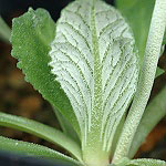 Click to see: pulchelloidesPE3