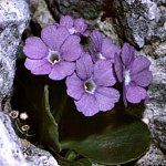 Click to see: recubariensisGP1