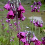 Click to see: secundifloraHJ2547
