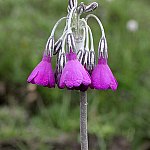 Click to see: secundifloraJL1