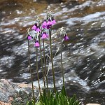 Click to see: secundifloraJL_1671