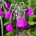 Click to see: secundifloraPE1