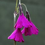 Click to see: secundifloraPE2