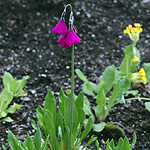 Click to see: secundifloraPE3