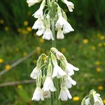Click to see: secundiflorawhiteHJ_1827