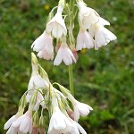 Click to see: secundiflorawhiteHJ_1839