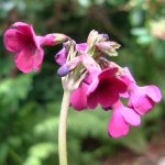 Click to see: secundifloraxwilsoniiDR1