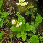 Click to see: serratifoliaJP_1010446