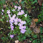 Click to see: sessilisSR050