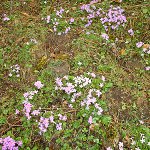 Click to see: sessilisSR054