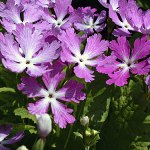 Click to see: sieboldiiPE_3966