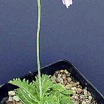 Click to see: soulieiDS1