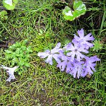 Click to see: tenuilobaJJ_1517