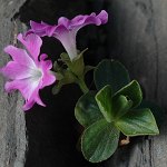 Click to see: tyrolensisPE2