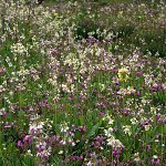 Click to see: waltoniihybridPE_7162