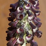 Click to see: watsoniiDR2