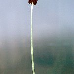 Click to see: watsoniiNR1