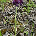Click to see: watsoniiYR_P1010627