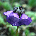 Click to see: wattiiAC1