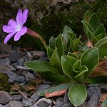 Click to see: wulfenianaPE6314