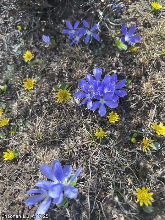 <i>Primula tongolensis </i>