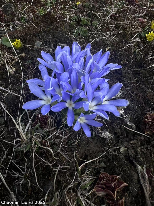 <i>Primula tongolensis </i>