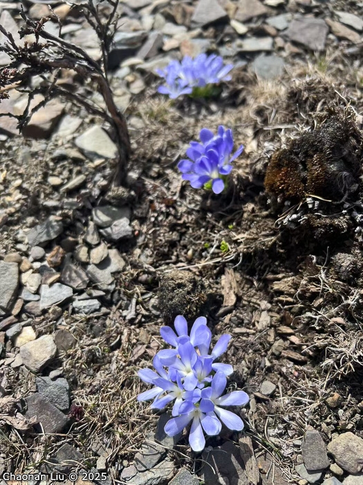 <i>Primula tongolensis </i>