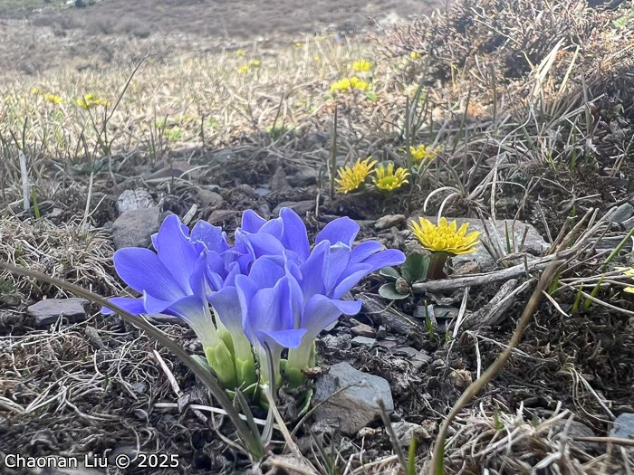 <i>Primula tongolensis </i>