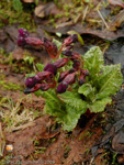 sized_0314 Primula tanneri ssp(001). tsarongnsis v. porrecta