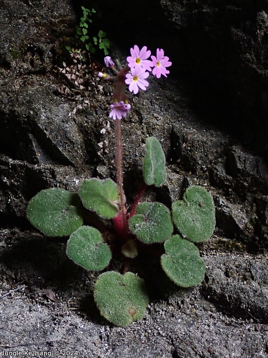 <i>Primula tsiangii </i>