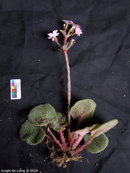 <i>Primula tsiangii </i>