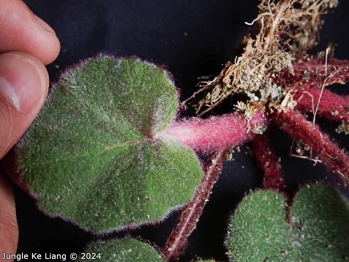 <i>Primula tsiangii </i>