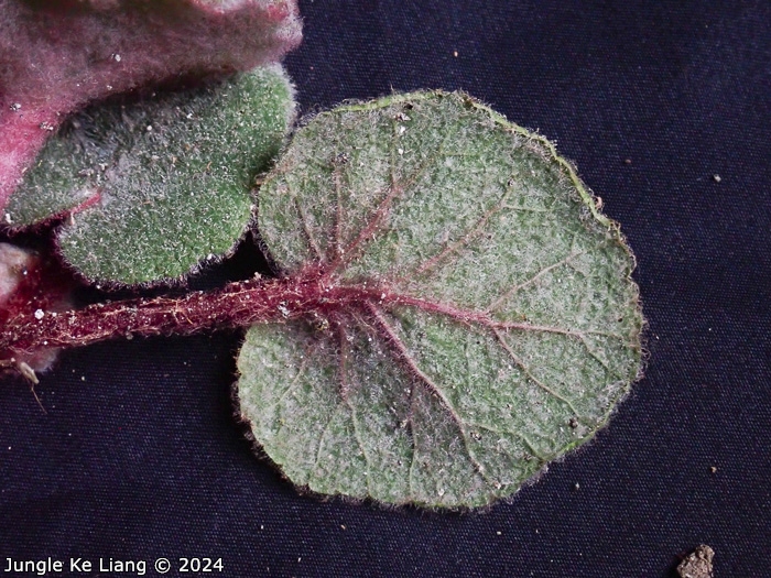 <i>Primula tsiangii </i>