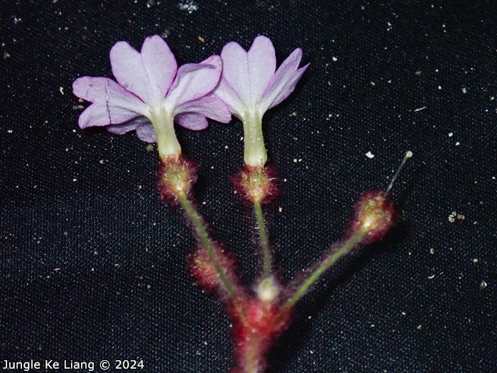 <i>Primula tsiangii </i>