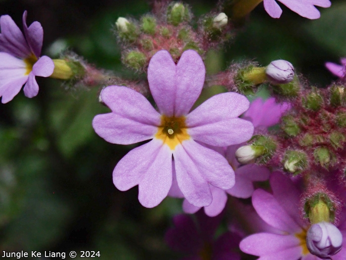 <i>Primula tsiangii </i>