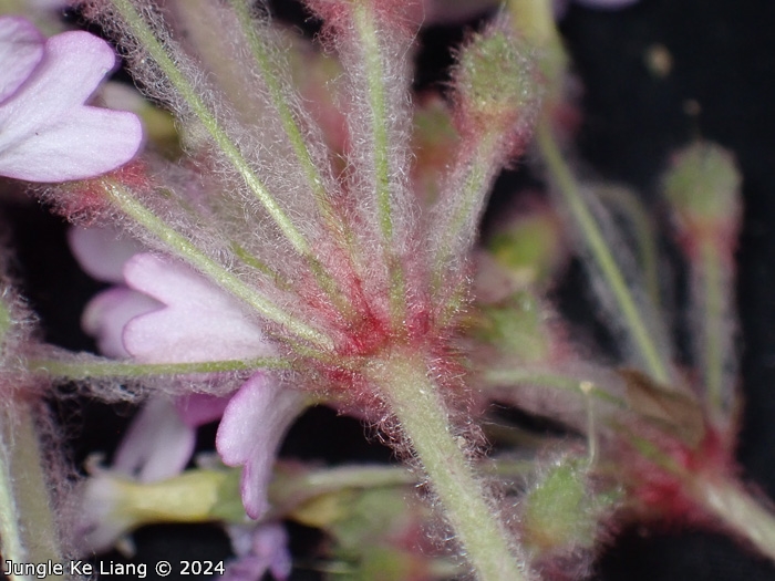 <i>Primula tsiangii </i>