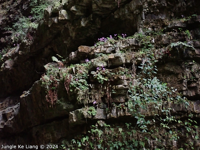 <i>Primula tsiangii </i>