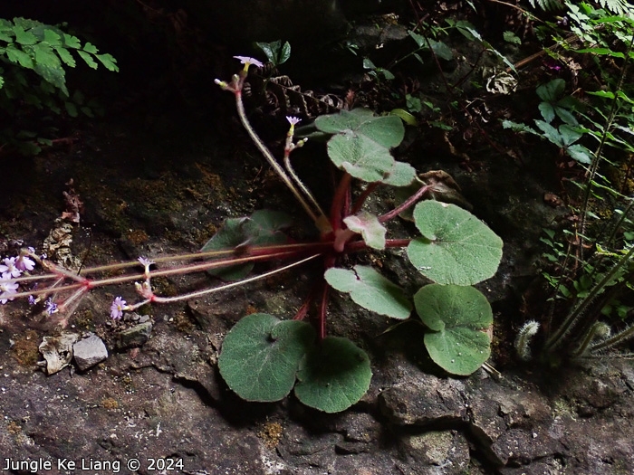 <i>Primula tsiangii </i>