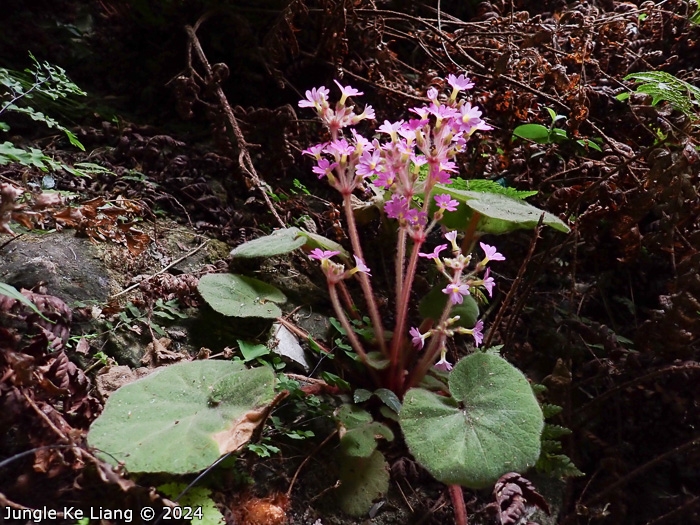 <i>Primula tsiangii </i>